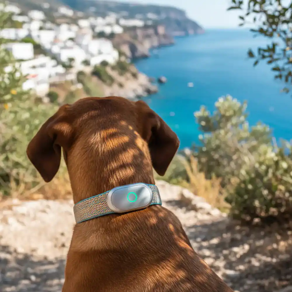 Collar inteligente ligero para seguimiento de actividad